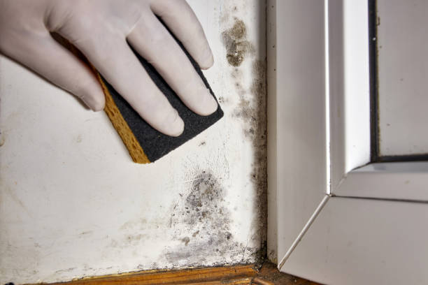 Best Commercial Mold Inspection  in Grand Rapids, MI